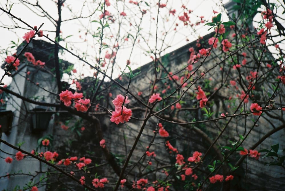 Tet in Hanoi