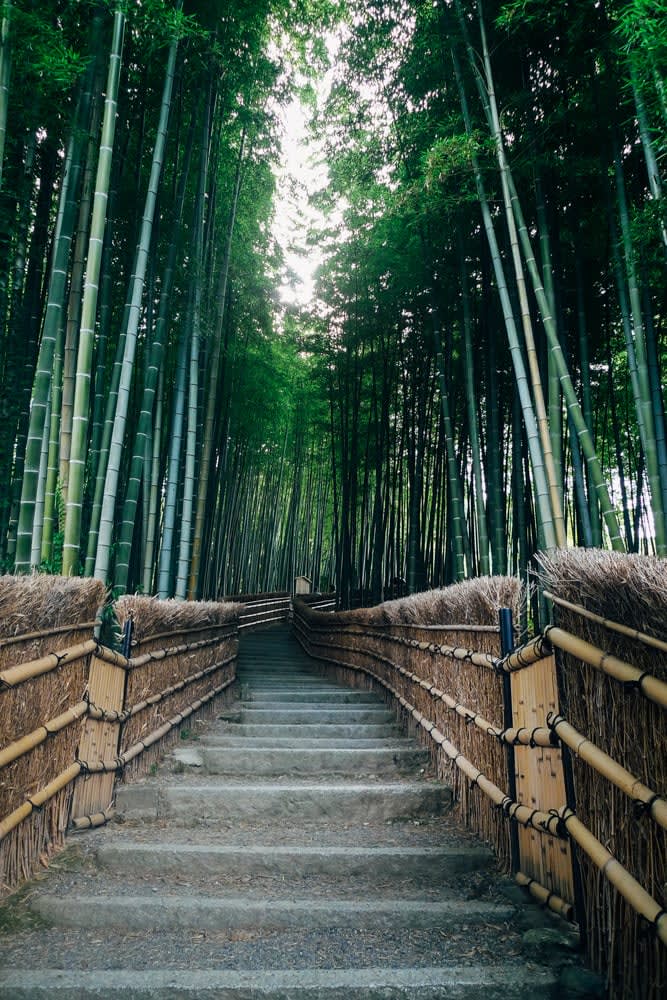 Bamboo forest - Arashiyama