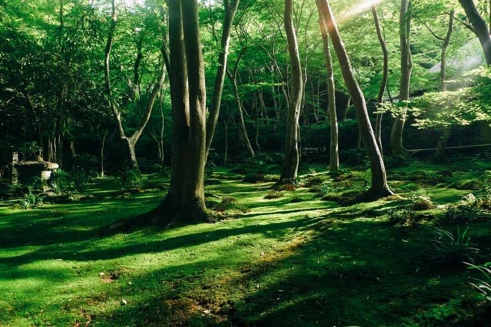 Arashiyama - A summer breeze