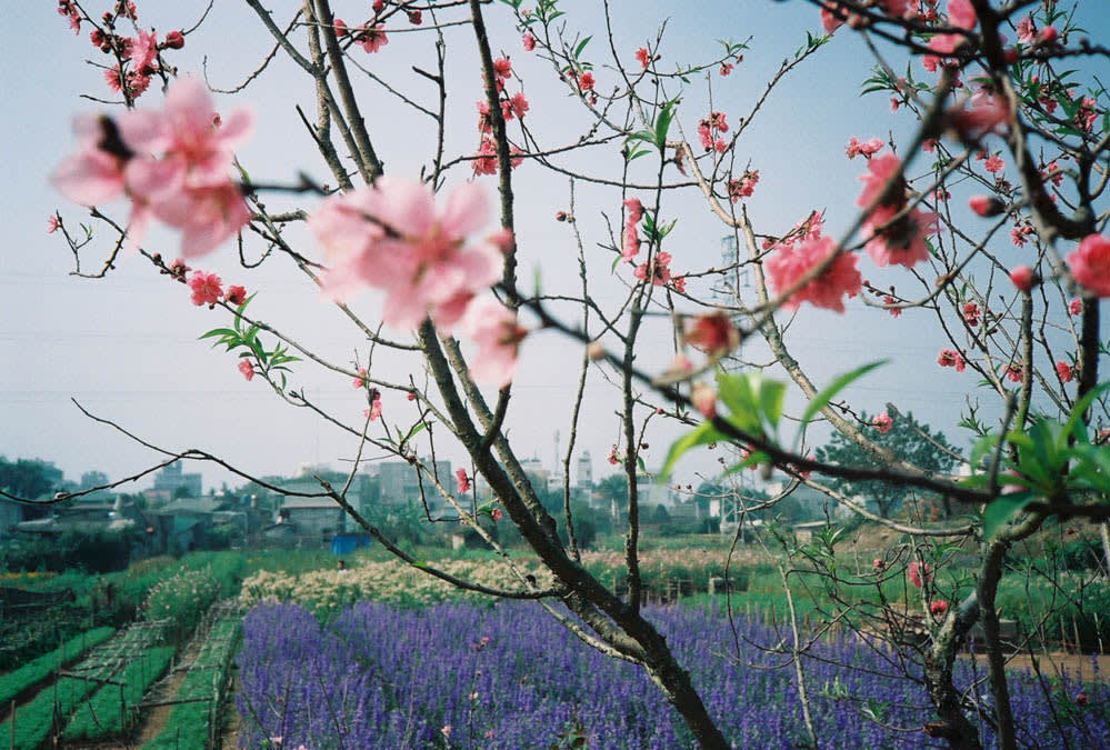 flower village