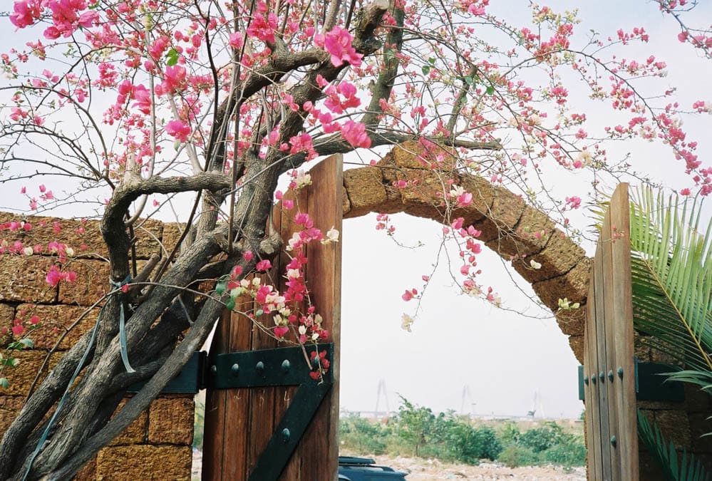 flowers at the gate