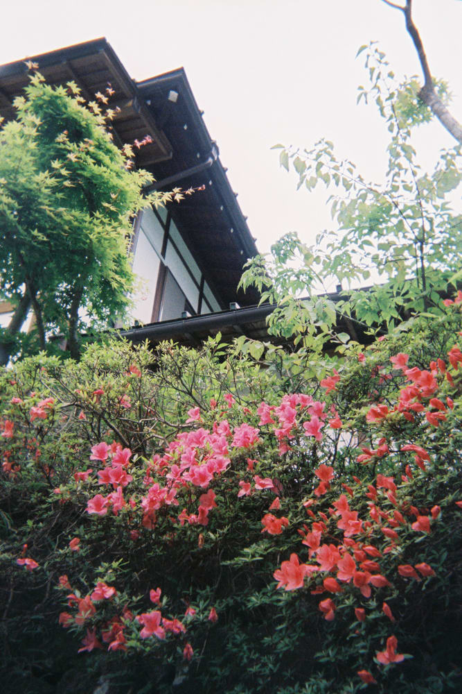 red flower japan