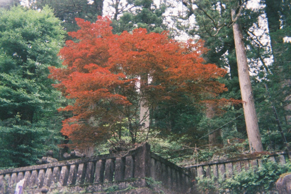 red leaves nikko