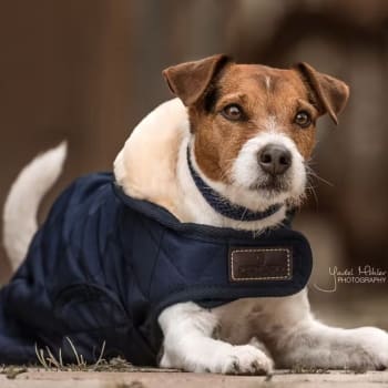 Kentucky Dog Coat Original