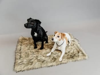 Kentucky Dog Bed To Go Blanket Fuzzy