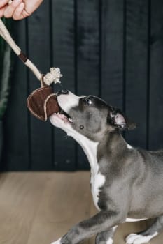 Kentucky Dog Toy Cotton Rope Baseball