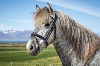 Dyon Flash Noseband Bridle Icelandic