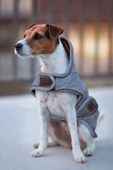 Kentucky Dog Coat Reflective Water Repellent