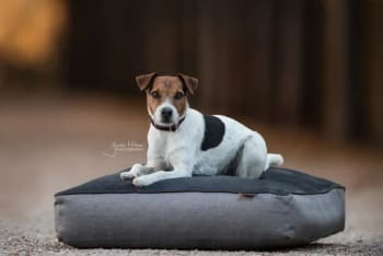 Kentucky Dog Bed Soft Pillow