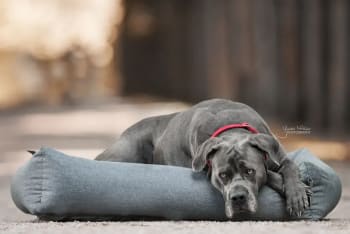 Kentucky Dog Bed Soft Sleep