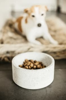 Kentucky Dog Bowl Granit