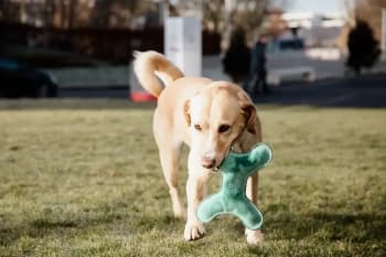 Kentucky Dog Toy Pastel Bone