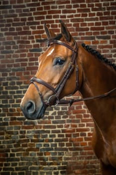 Dyon Flash Noseband Bridle D Collection