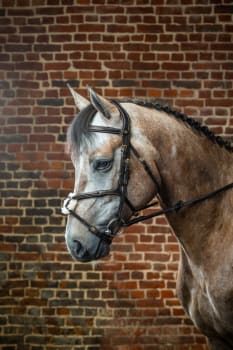 Dyon Fig 8 Noseband Bridle D Collection