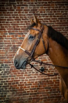 Dyon Rope Noseband Bridle D Collection