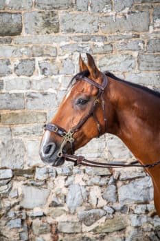 Dyon Hackamore Bridle D Collection