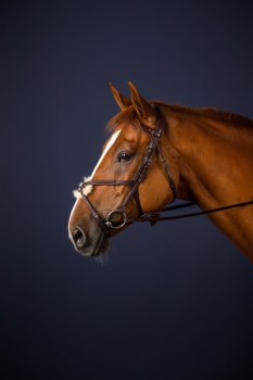 Dyon Fig 8 Noseband Bridle New English Collection