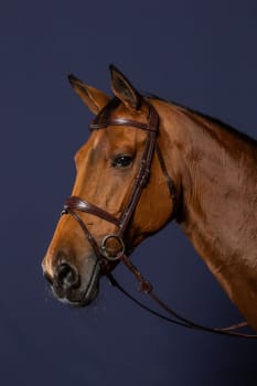 Dyon Anatomic Flash Noseband Bridle New English Collection