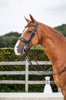 Dyon Matte Large Crank Noseband Double Bridle New English Collection