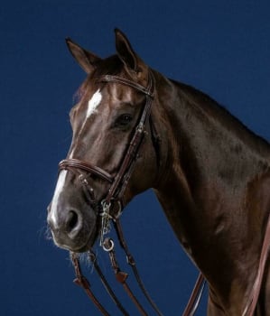 Dyon Flash Noseband Double Bridle US Collection