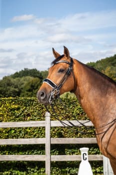 Dyon Patent Large Crank Noseband With White Padding Double Bridle Rond Leather Collection