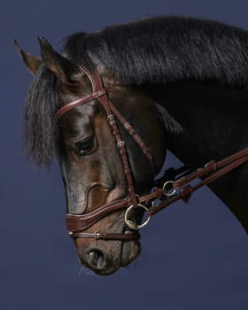 Dyon D Motion Bridle New English Collection