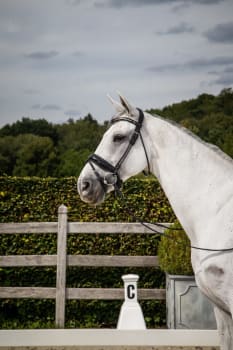 Dyon Patent Large Crank Noseband Bridle With Flash Rond Leather Collection