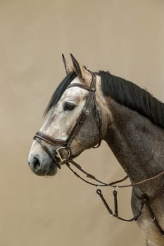 Dyon Working Fit Bridle Working By Dyon