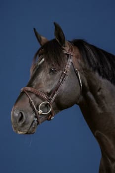 Dyon Flash Noseband Bridle US Collection