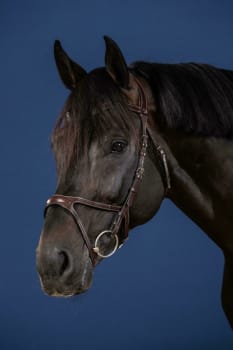 Dyon X-Fit Bridle US Collection