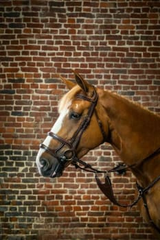 Dyon Double Noseband Bridle D Collection