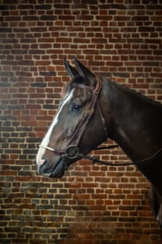 Dyon Rope Drop Noseband Bridle D Collection