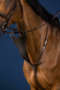 Dyon Elastic BIB Martingale Attachment US Collection