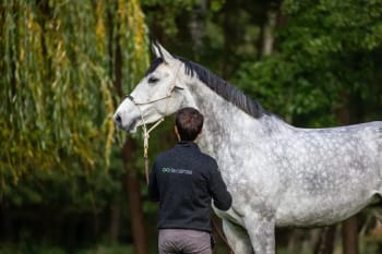 Dyon Training Head Collar La Cense