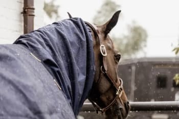 Kentucky Waterproof Horse Scarf Classic