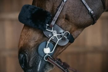 Dyon Hackamore Protection