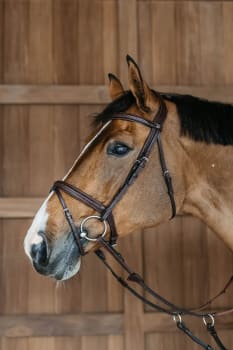 Dyon Plaited Flash Noseband Bridle New English Collection