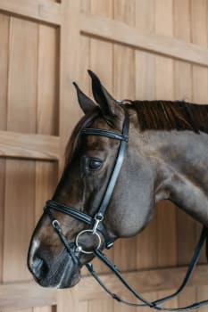 Dyon Training Bridle Working By Dyon