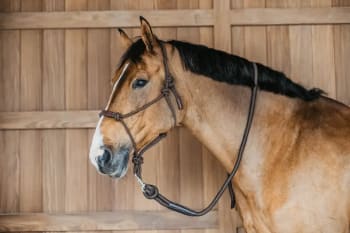 Dyon Training Halter Working By Dyon