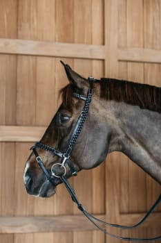 Dyon Plaited Training Bridle