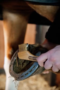 Grooming Deluxe Hoof Pick w/ Metal Bristle