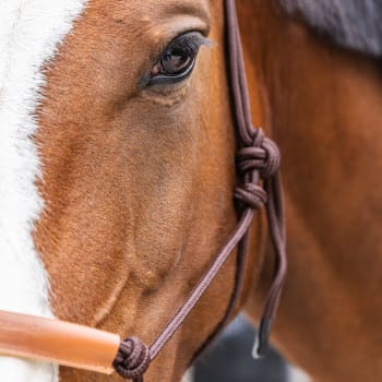 Kentucky Rope Halter