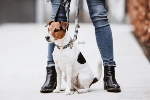 Kentucky Dog Lead Pied de Poule