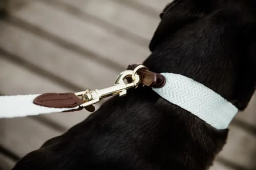 Kentucky Dog Lead Jacquard