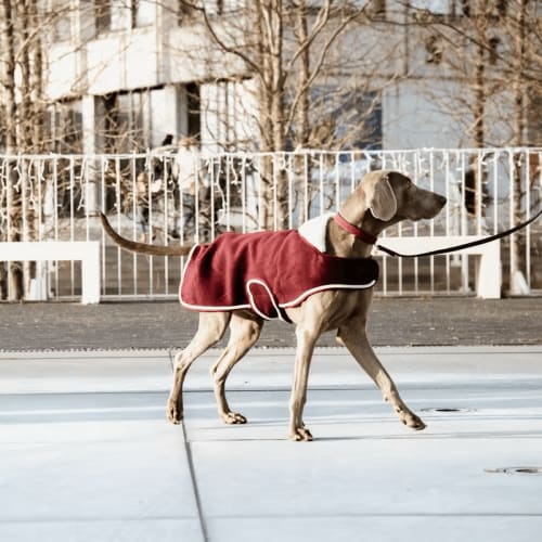 Kentucky Dog Coat Heavy Fleece