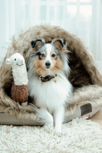 Kentucky Dog Soft Toy Alpaca