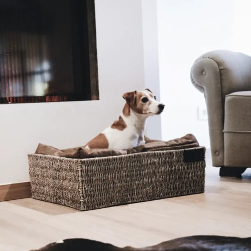 Kentucky Dog Bed Basket
