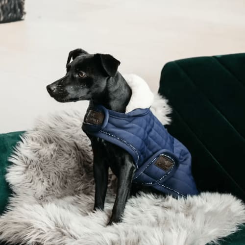 Kentucky Dog Coat Pearls