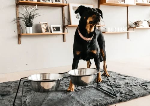 Kentucky Dog Bowl Comfort Feeder