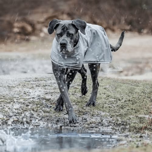 Kentucky Dog Rain Coat